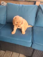 Vanessa, a male Goldendoodle for sale in Bristol, IN – 6 of 6