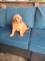 Vanessa, a male Goldendoodle for sale in Bristol, IN – 4 of 6