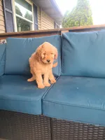 Monica, a male Goldendoodle for sale in Bristol, IN – 2 of 5