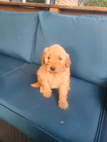 Charlie, a male Goldendoodle for sale in Bristol, IN – 3 of 5