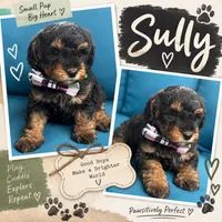 Sully, a male Miniature Goldendoodle for sale in Bristol, IN – 1 of 1