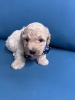 Sonny, a male Miniature Goldendoodle for sale in Bristol, IN – 3 of 3