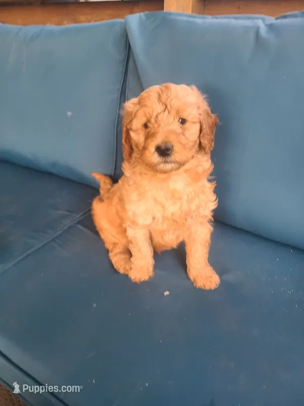 Frank – Goldendoodle puppy for sale in Bristol, IN