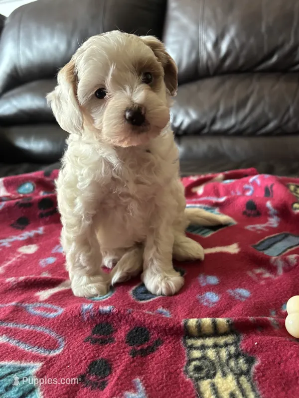 Cody  – Poodle - Miniature  puppy for sale in Bristol, IN