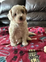 Cody , a male Poodle - Miniature  for sale in Bristol, IN – 4 of 4