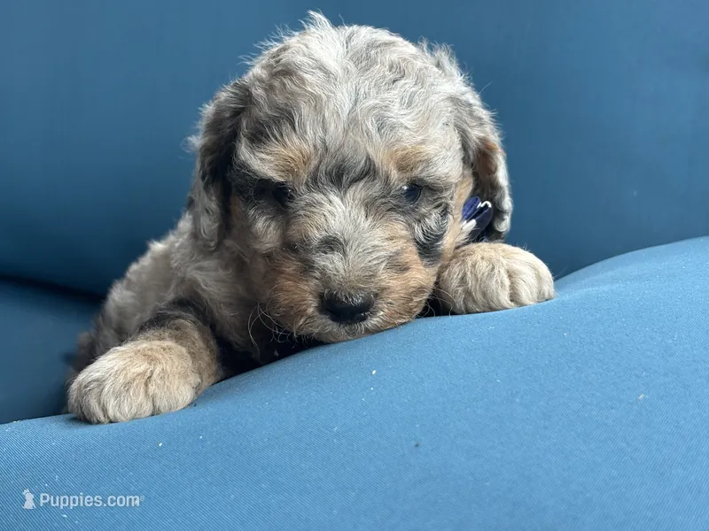 Sterling – Miniature Goldendoodle puppy for sale in Bristol, IN