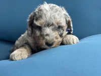 Sterling, a male Miniature Goldendoodle for sale in Bristol, IN – 1 of 4