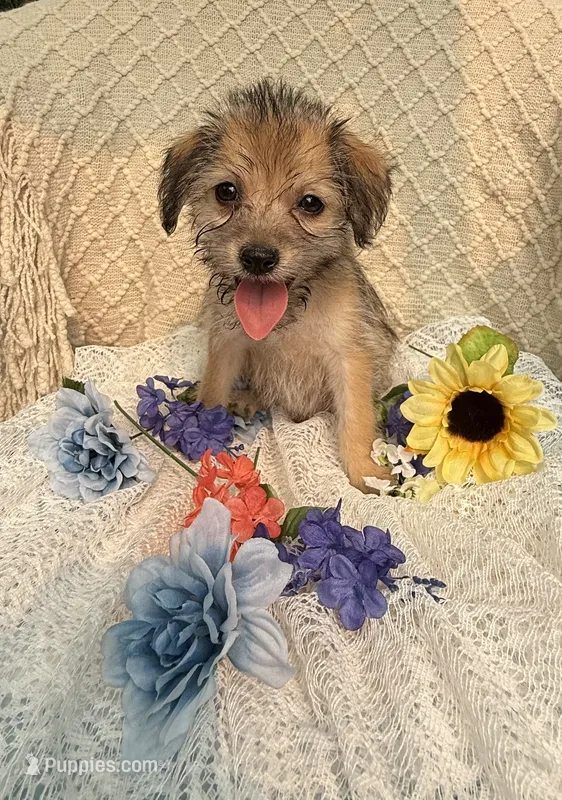 Ike  – Maltipoo puppy for sale in Henderson, NC