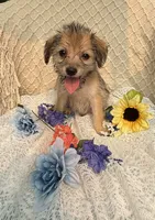 Ike , a male Maltipoo for sale in Henderson, NC – 1 of 3