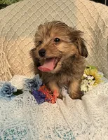 Mellow, a male Maltipoo for sale in Henderson, NC – 4 of 4