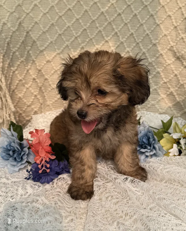 Charlie  – Maltipoo puppy for sale in Henderson, NC