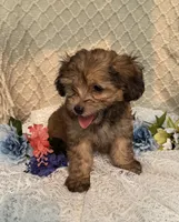 Charlie , a male Maltipoo for sale in Henderson, NC – 1 of 3