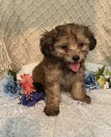 Charlie , a male Maltipoo for sale in Henderson, NC – 3 of 3
