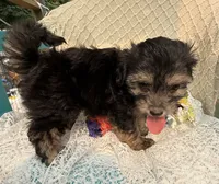 Rosco , a male Maltipoo for sale in Henderson, NC – 2 of 3