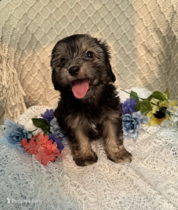 Rosco  – Maltipoo puppy for sale in Henderson, NC