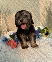 Rosco , a male Maltipoo for sale in Henderson, NC – 1 of 3