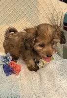 Mellow, a male Maltipoo for sale in Henderson, NC – 2 of 4