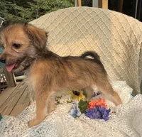Ike , a male Maltipoo for sale in Henderson, NC – 3 of 3