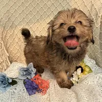 Mellow, a male Maltipoo for sale in Henderson, NC – 3 of 4