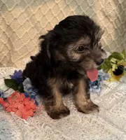 Rosco , a male Maltipoo for sale in Henderson, NC – 3 of 3