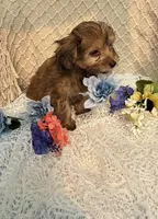 Mellow, a male Maltipoo for sale in Henderson, NC – 1 of 4
