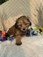 Charlie , a male Maltipoo for sale in Henderson, NC – 2 of 3
