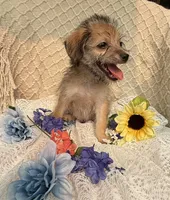 Ike , a male Maltipoo for sale in Henderson, NC – 2 of 3