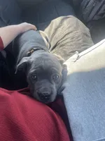 Zeus, a male Cane Corso for sale in Brandywine, MD – Photo 3 of 3