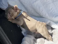 Lake , a male French Bulldog for sale in Beaumont, CA – 3 of 10