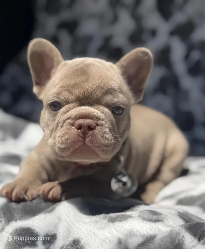 Charlie  – French Bulldog puppy for sale in Beaumont, CA