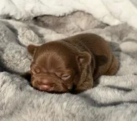 FUDGE , a male French Bulldog for sale in Beaumont, CA – 6 of 10