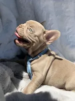 Lake , a male French Bulldog for sale in Beaumont, CA – 9 of 10