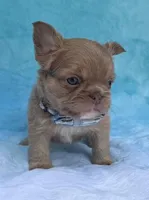 Thor, a male French Bulldog for sale in Beaumont, CA – Photo 10 of 10