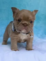 Thor, a male French Bulldog for sale in Beaumont, CA – Photo 5 of 10