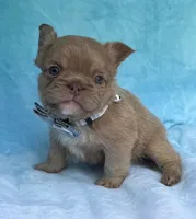 Thor, a male French Bulldog for sale in Beaumont, CA – Photo 9 of 10