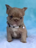 Thor, a male French Bulldog for sale in Beaumont, CA – Photo 3 of 10