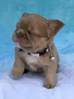 Thor, a male French Bulldog for sale in Beaumont, CA – Photo 4 of 10