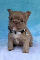 Thor, a male French Bulldog for sale in Beaumont, CA – Photo 2 of 10