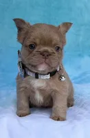 Thor, a male French Bulldog for sale in Beaumont, CA – Photo 1 of 10