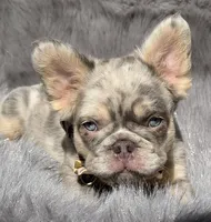 Wesley, a male French Bulldog for sale in Beaumont, CA – 7 of 10