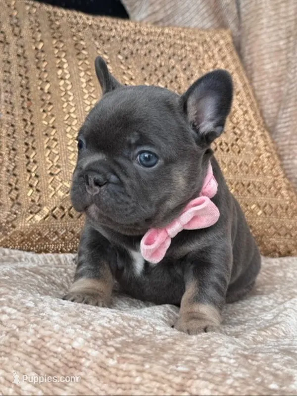 raven – French Bulldog puppy for sale in Beaumont, CA