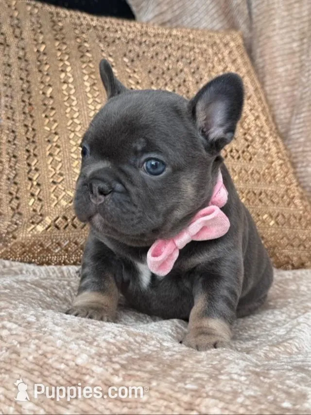 raven, a female French Bulldog for sale in Beaumont, CA – Photo 1 of 10