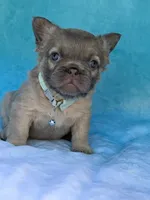 Calla, a female French Bulldog for sale in Beaumont, CA – Photo 5 of 10