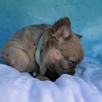 Calla, a female French Bulldog for sale in Beaumont, CA – Photo 4 of 10