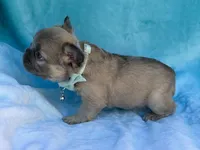 Calla, a female French Bulldog for sale in Beaumont, CA – Photo 2 of 10