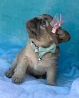 Calla, a female French Bulldog for sale in Beaumont, CA – Photo 9 of 10