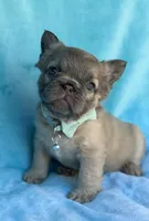 Calla, a female French Bulldog for sale in Beaumont, CA – Photo 1 of 10
