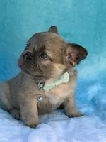 Calla, a female French Bulldog for sale in Beaumont, CA – Photo 8 of 10