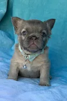 Calla, a female French Bulldog for sale in Beaumont, CA – Photo 10 of 10