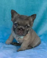 Calla, a female French Bulldog for sale in Beaumont, CA – Photo 3 of 10